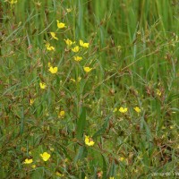 Ludwigia decurrens Walter